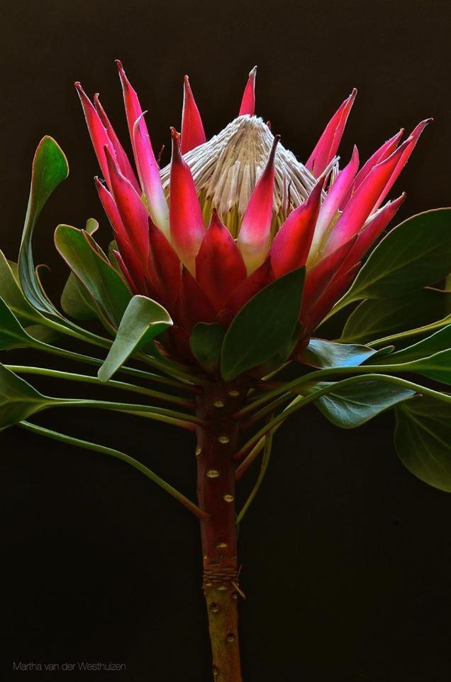 Franskraal B&B Gansbaai Buitenkant foto